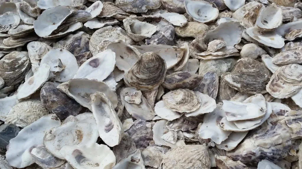 Les déchets conchylicoles : une source naturelle de carbonate de calcium.