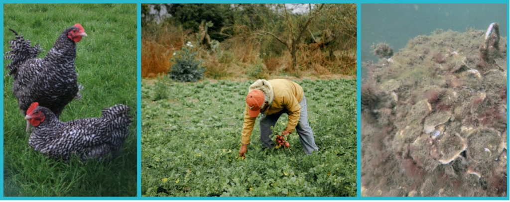 Les huîtres, une ressource riche en minéraux appréciée de l’agro-alimentaire, du maraîchage et de la restauration des écosystèmes marins. Cool Roof se met sur le filon elle aussi !